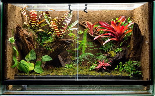 A full guide to vivarium misting systems