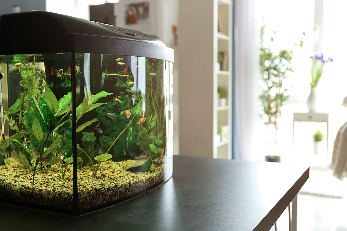 How to Cycle a Fish Tank The Beginner’s Guide Aquacadabra