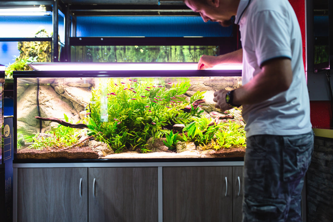 A guide to bloodworms - what are they?