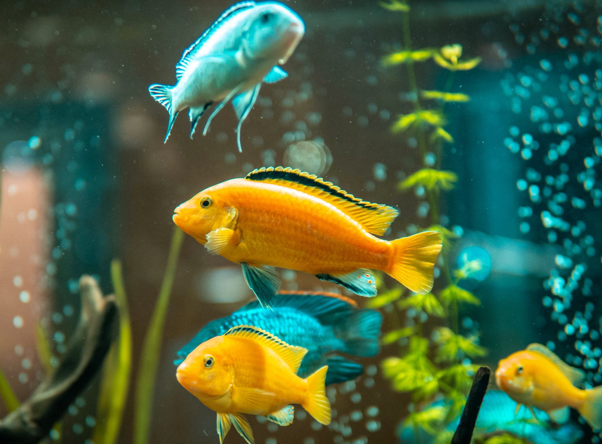clear fish tank hooked onto inside of another fish tank Ultra-Clear Acrylic High-Transparency Small Aquarium Transparent Aquarium Self-Cleaning Desktop Suitable for Home Decoration(Medium) : Electronics Conveniently hangs on side of aquarium Tough Scientists placed a LARGE PIKE