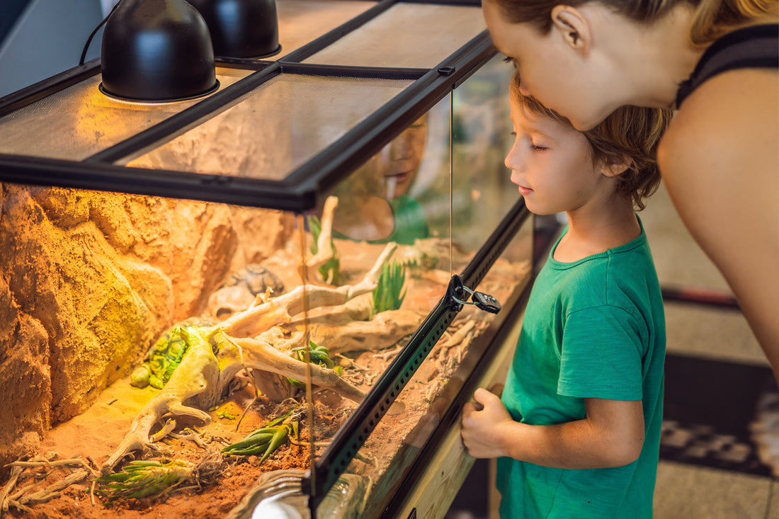 A step-by-step guide on how to set up a vivarium