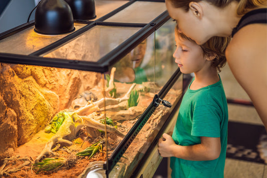 A step-by-step guide on how to set up a vivarium