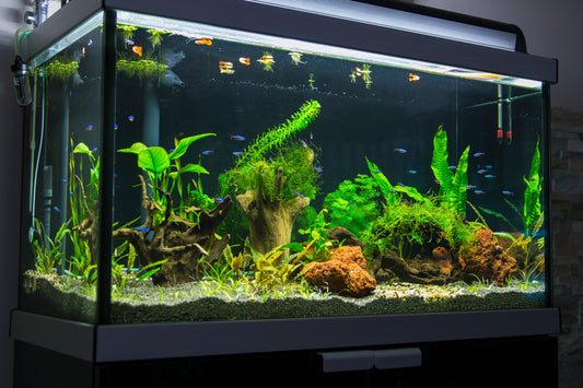 What is a temperate fish tank?