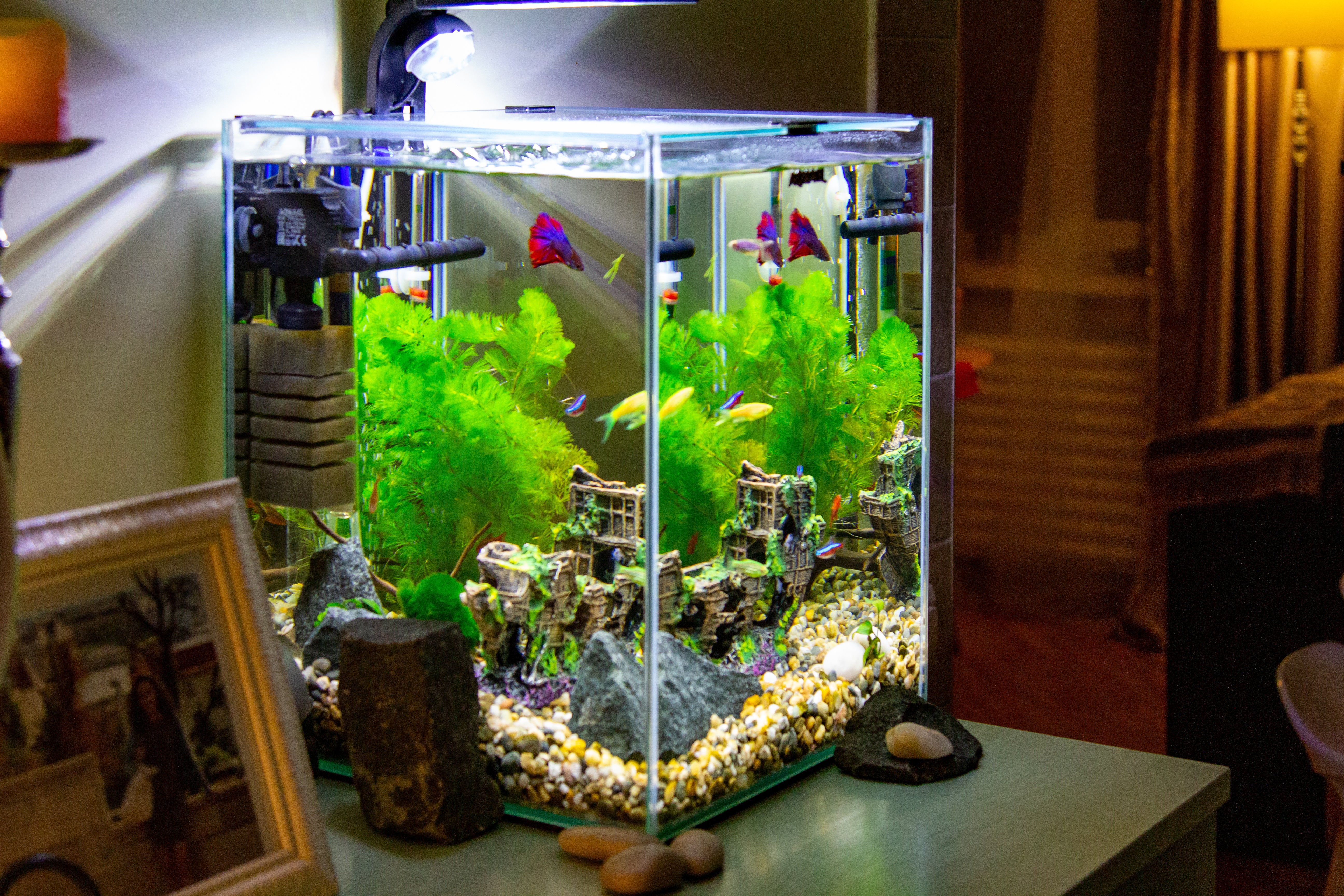 Fish tank outlet cost