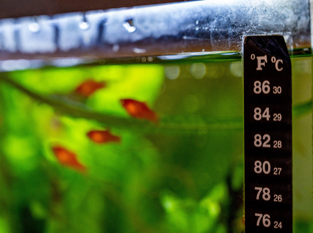 How to keep your aquarium cool in summer