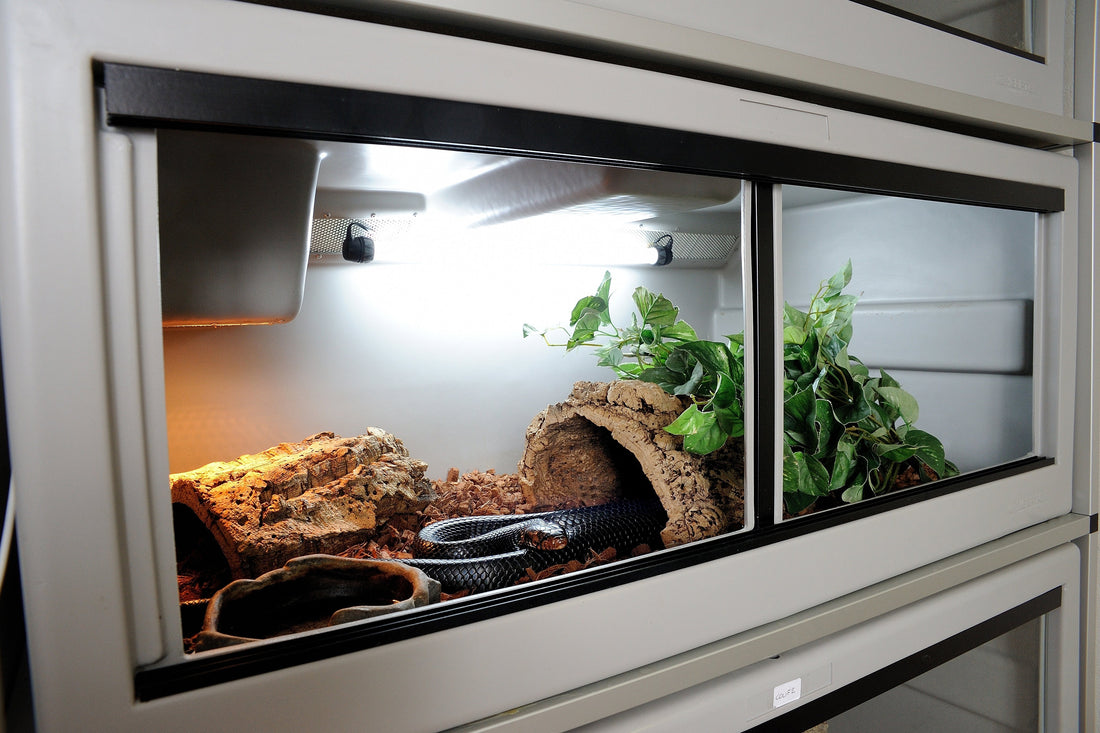 Common problems with vivariums and how to fix them