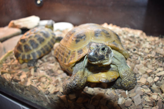 How to set up a tortoise enclosure