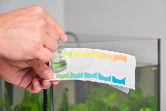 How to test aquarium water