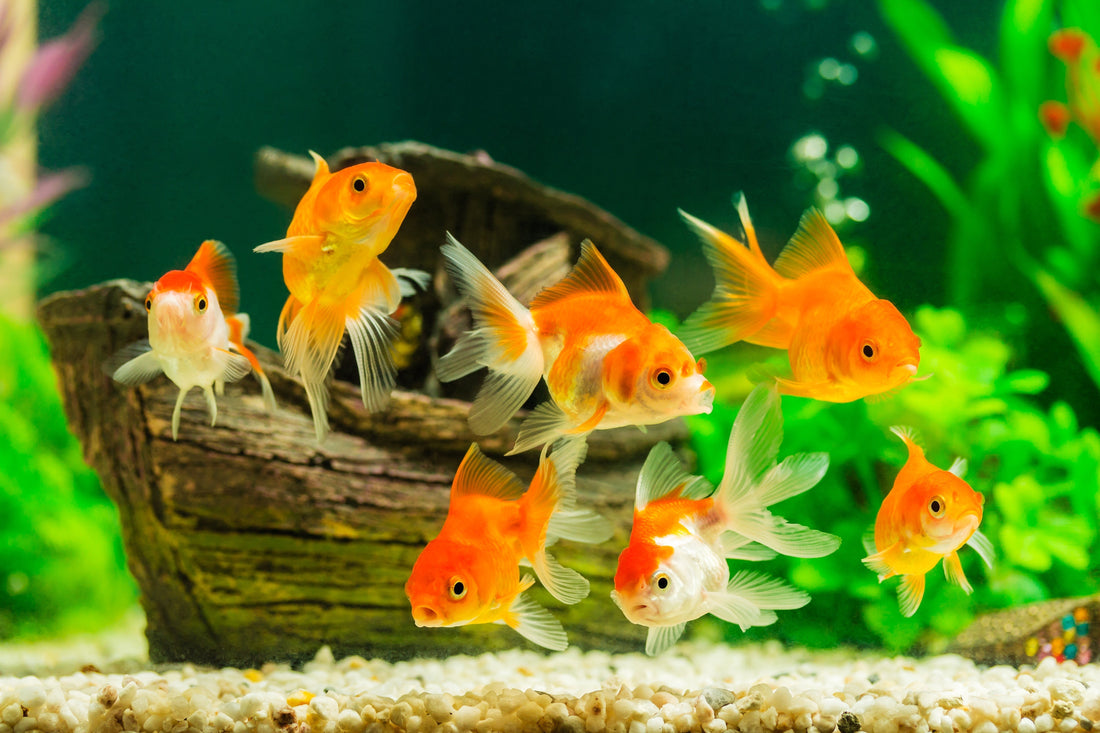 How to look after a goldfish