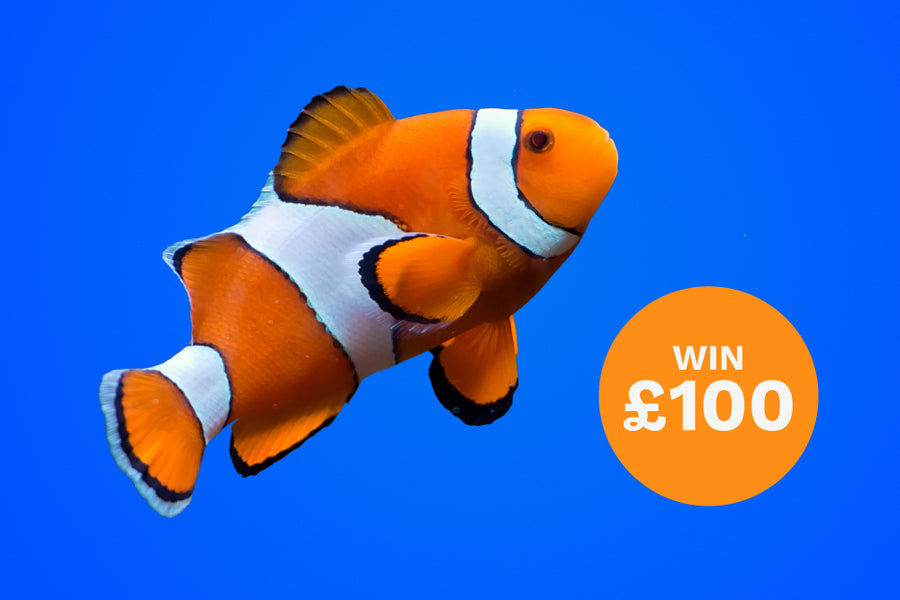 Win a £100 voucher to spend at Aquacadabra