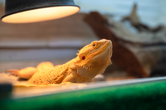 A guide to vivarium heating and lighting
