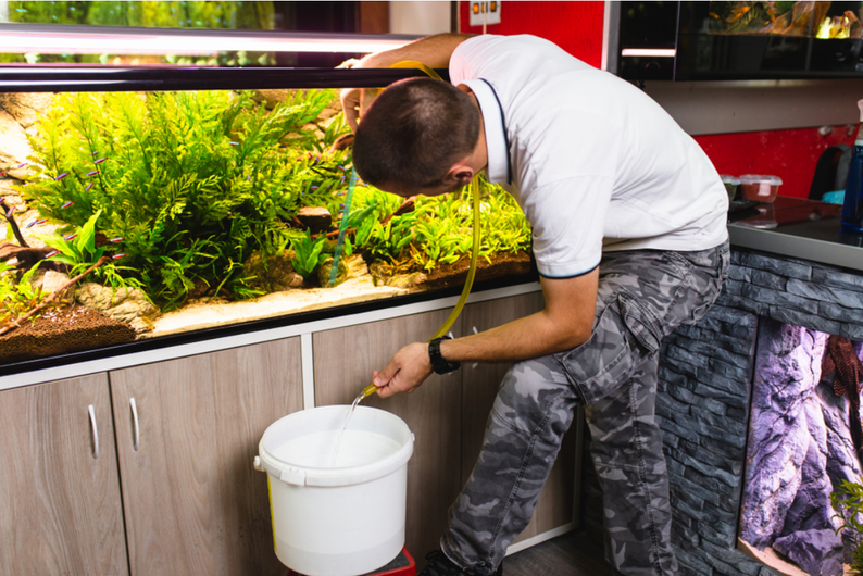 How to deep clean a fish tank