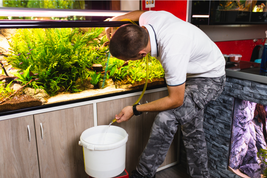 How to deep clean your fish tank - 8 easy steps