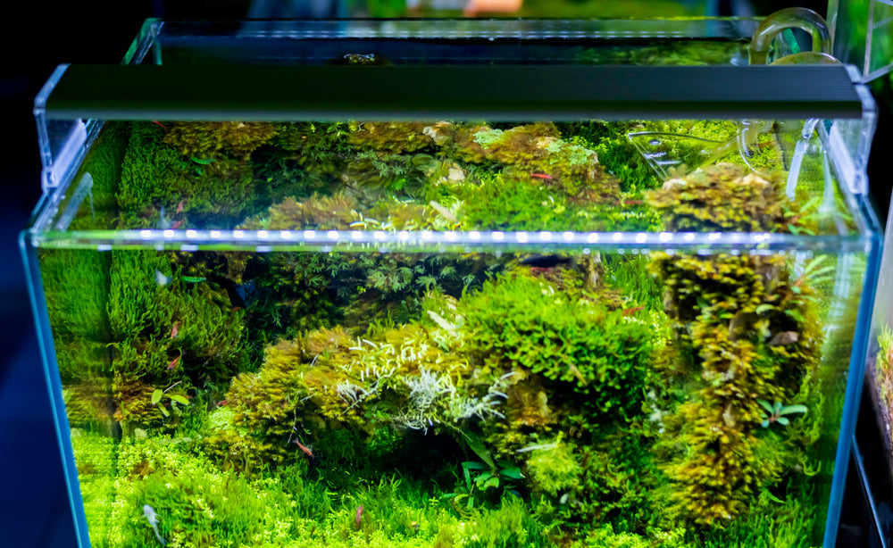 Aquarium Set-up: Top 5 Benefits of Artificial Corals