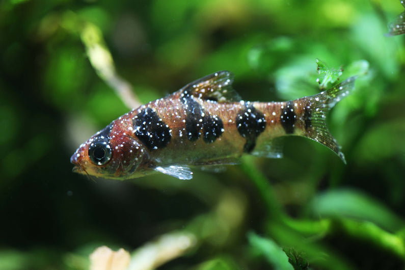 How to treat white spot: everything you need to know about Ich Disease