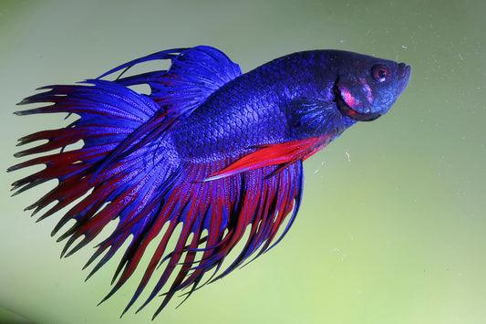 How to Look After Siamese Fighting Fish