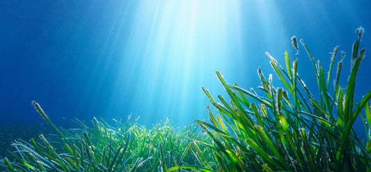 How to keep your aquarium cool in summer