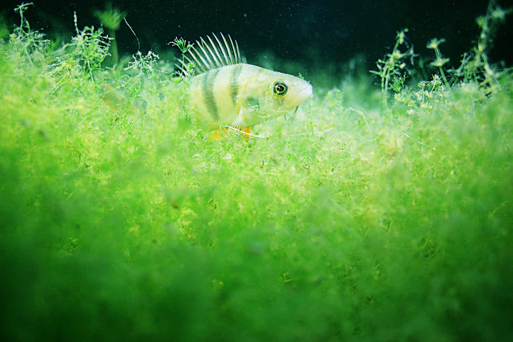 What are the best algae-eating fish for my tank?
