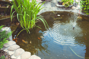 A guide to keeping your pond healthy