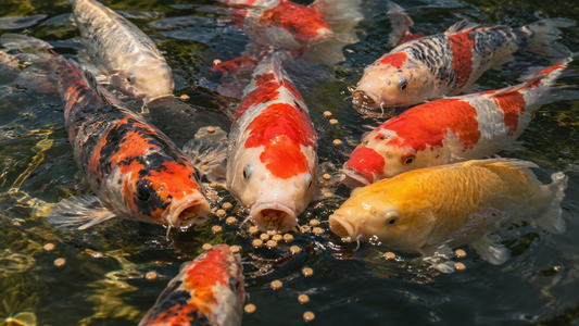 Autumn Transition: Why Wheatgerm Is Essential for Your Pond Fish