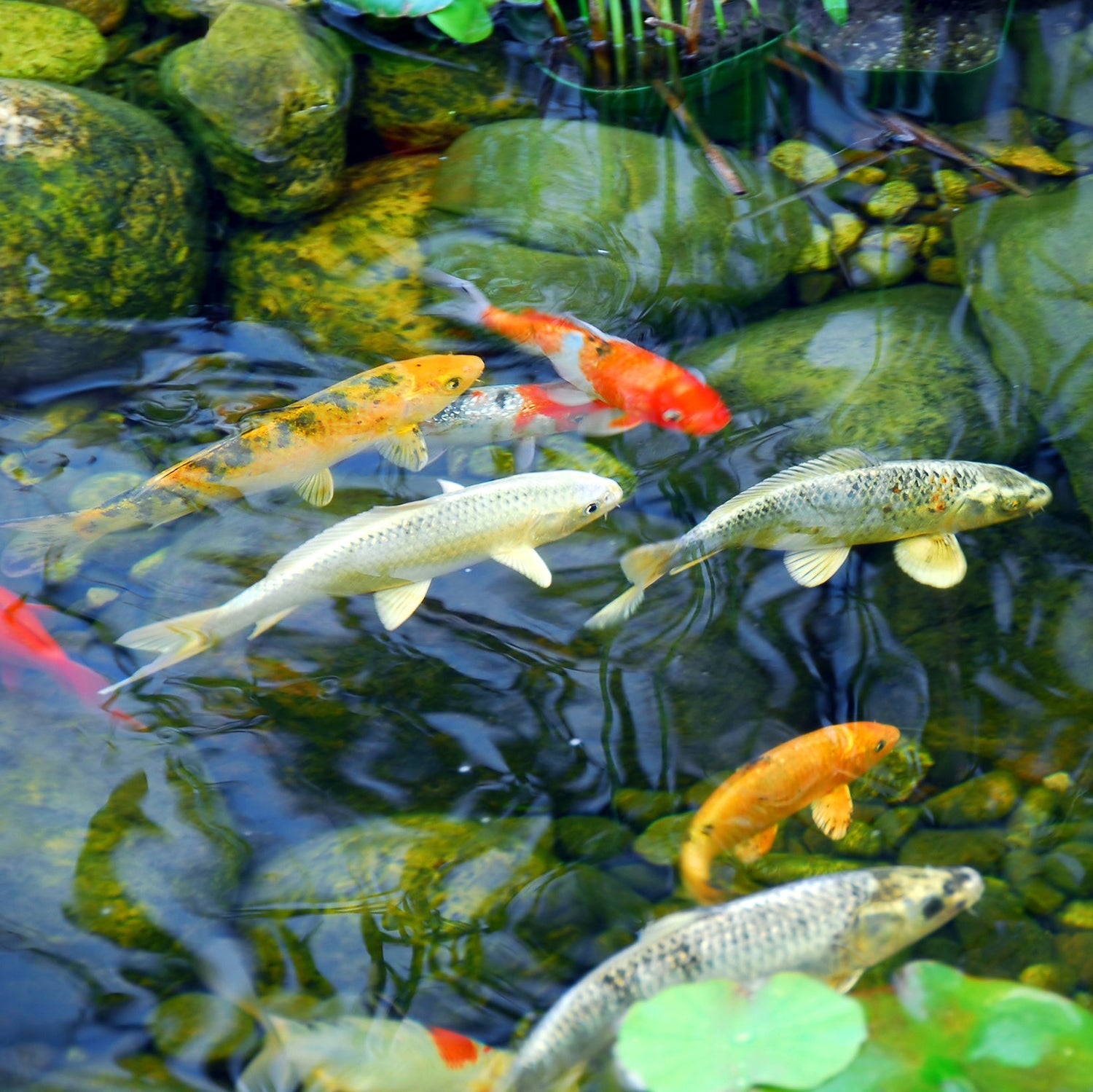 Clearance > Pond Sale