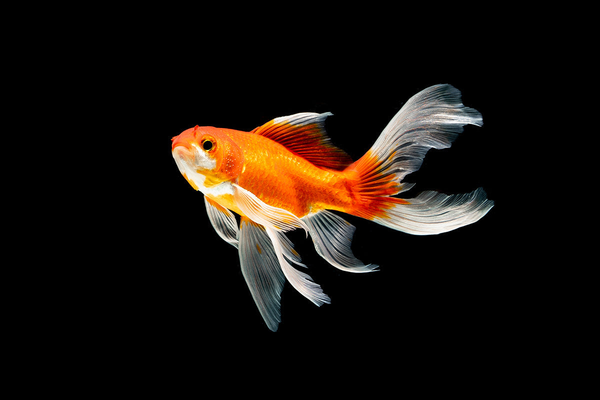 Livestock > Goldfish