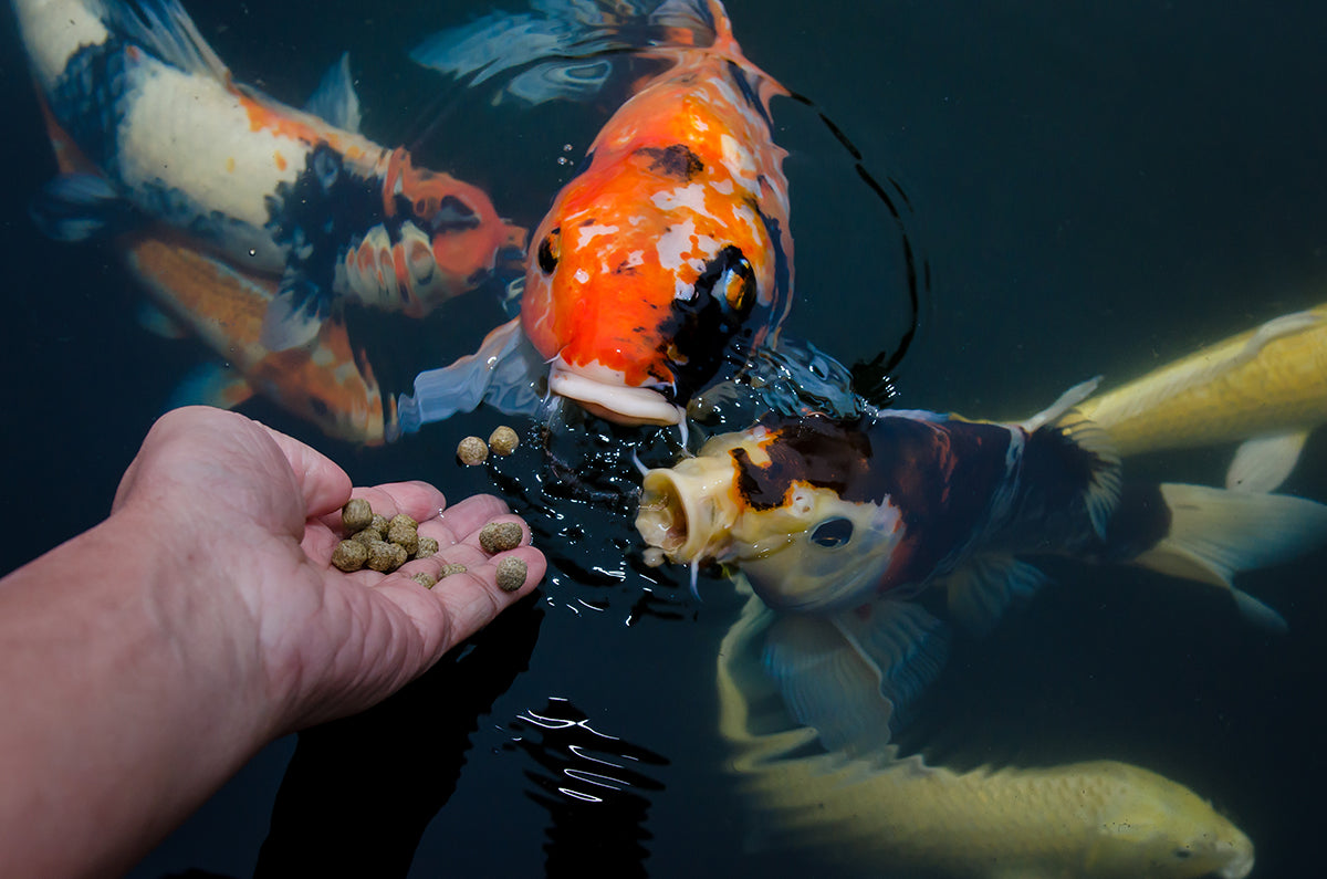 Livestock > Koi Carp