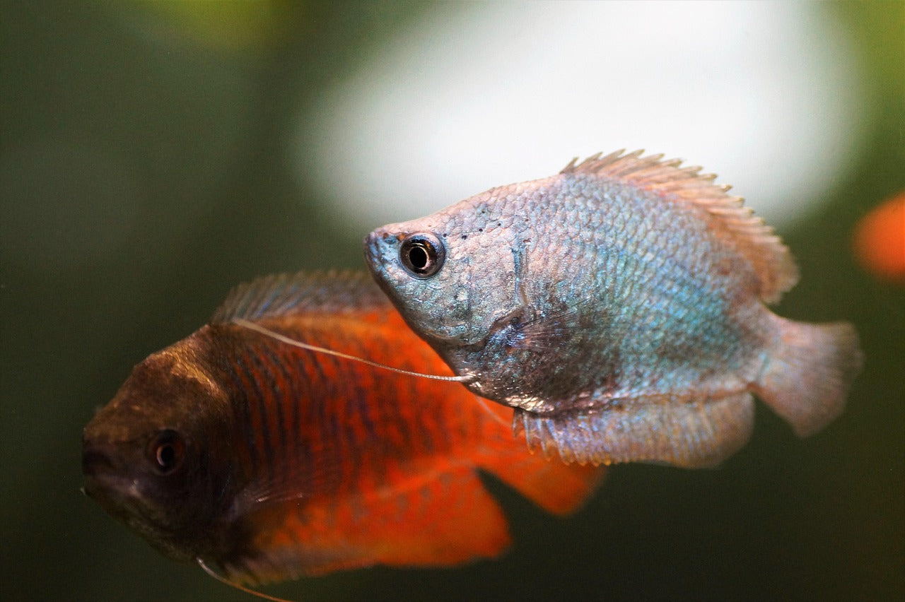 Livestock > Gourami