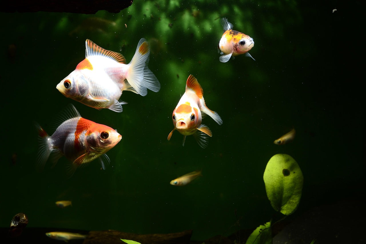 Livestock > Coldwater Fish
