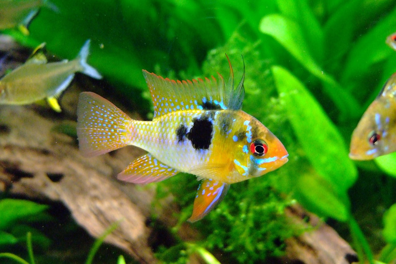 Livestock > Cichlids