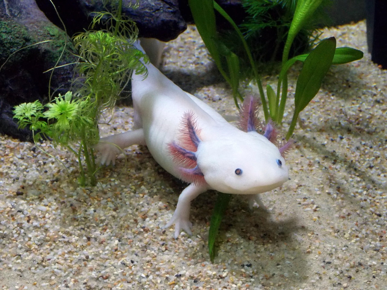 Livestock > Axolotl