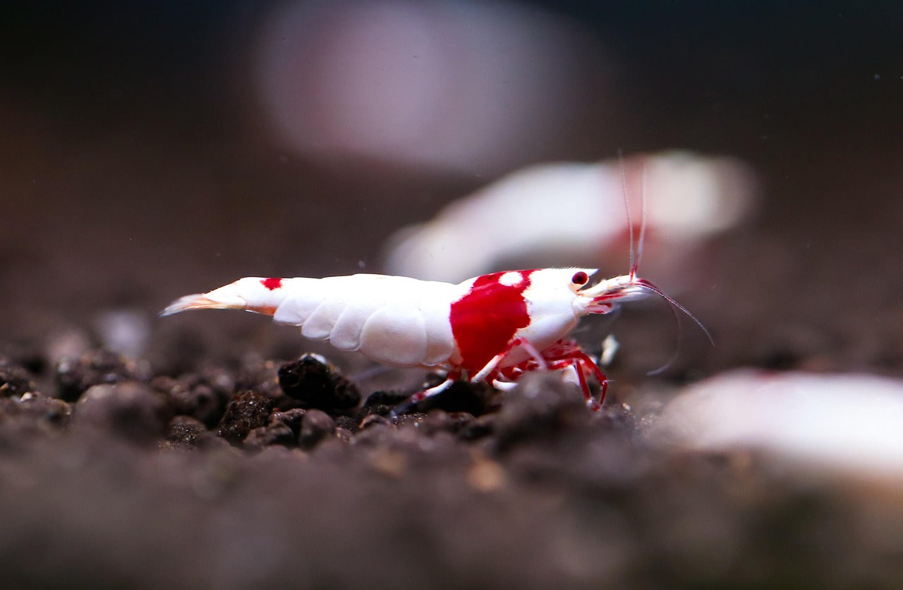 Livestock > Invertebrates
