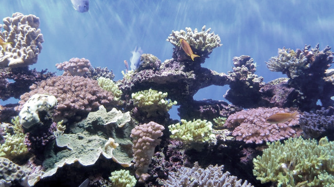 Marine Fish Tanks | Saltwater Aquariums | Aquacadabra