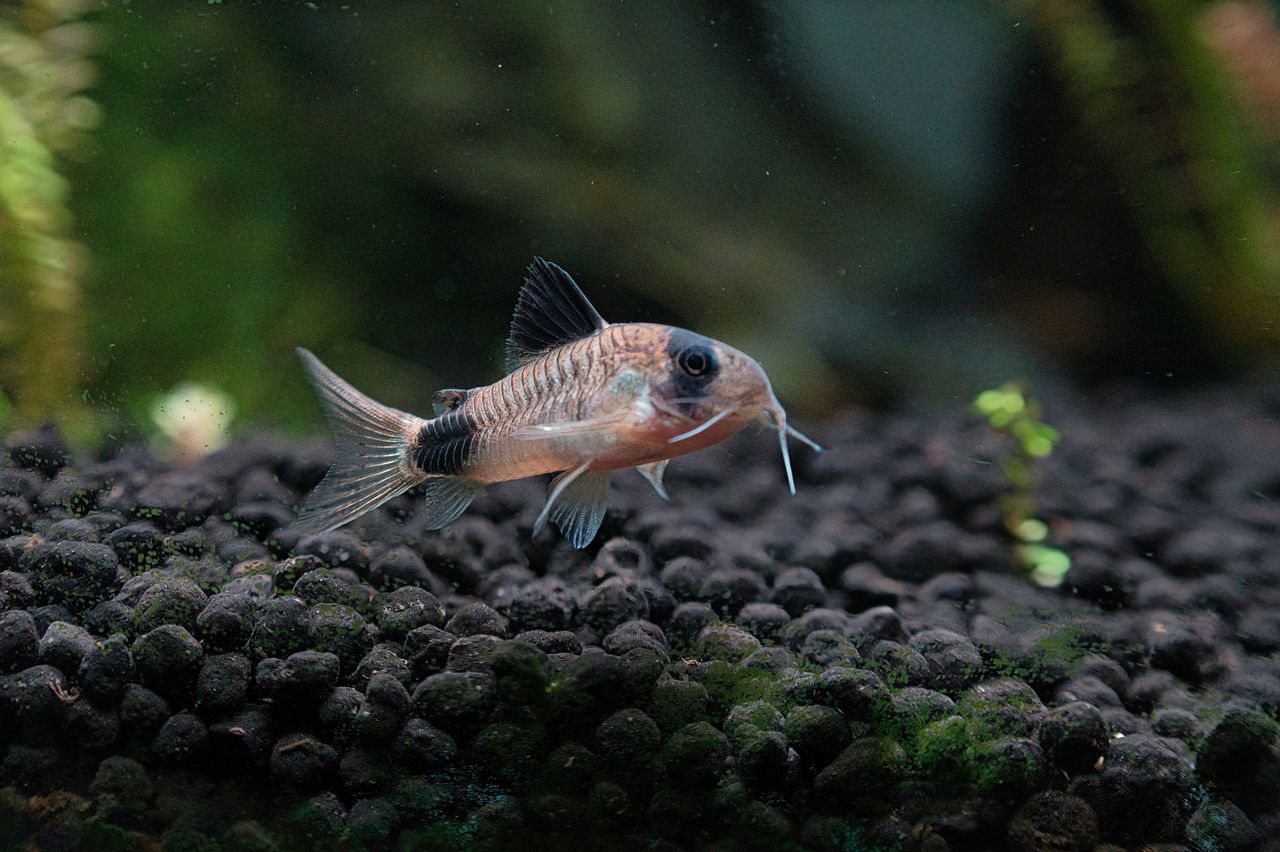 Livestock > Corydoras