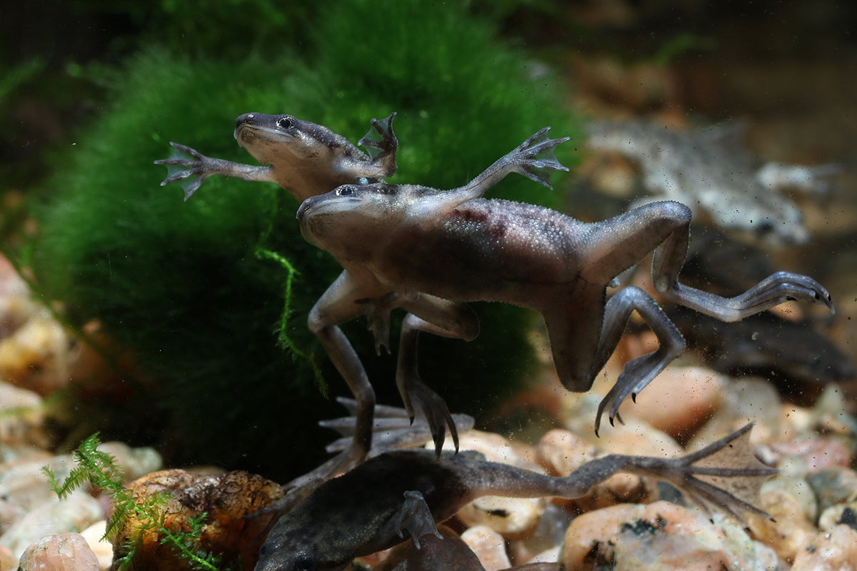 Livestock > African Dwarf Frogs