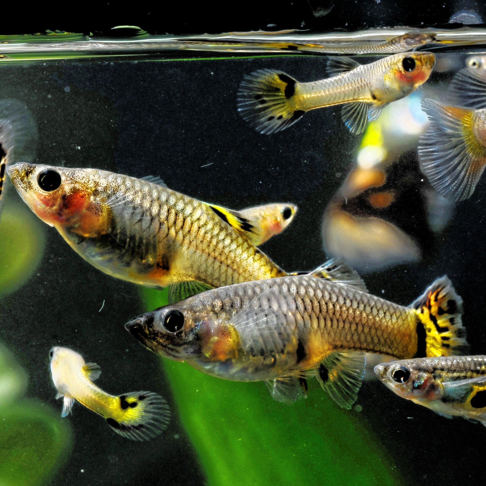 Livestock > Tropical Fish
