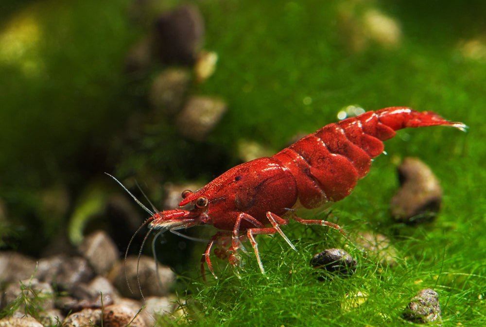 Livestock > Shrimp