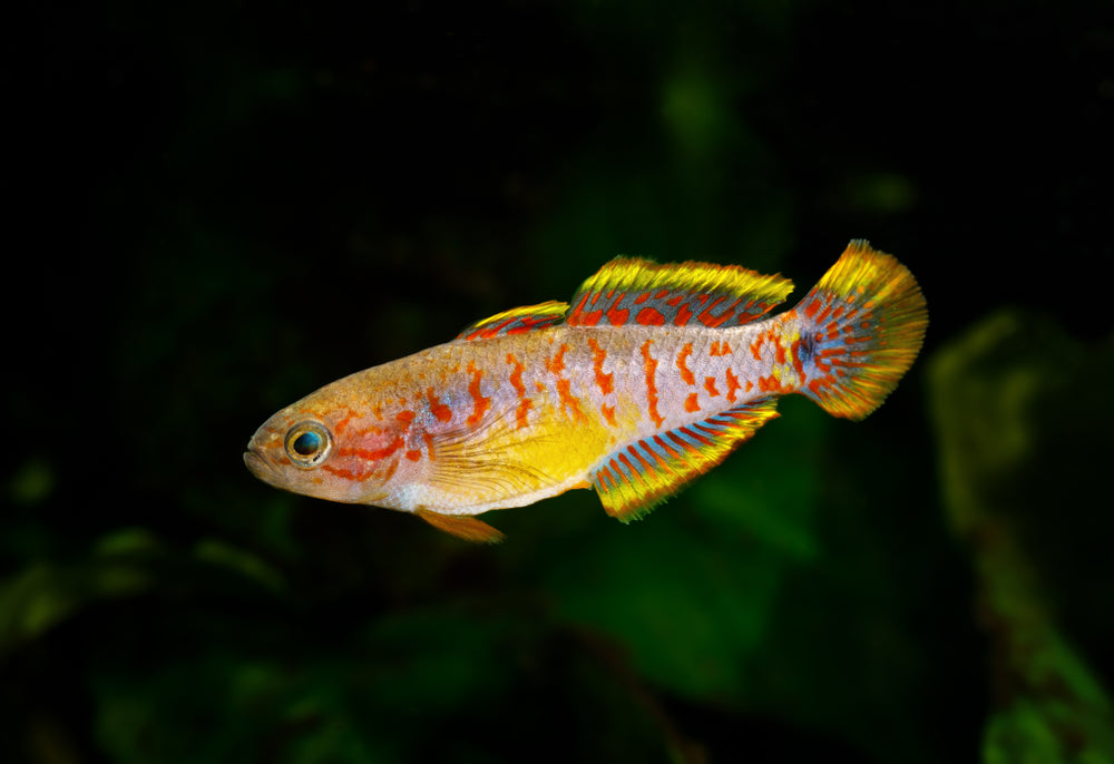 Livestock > Gobies
