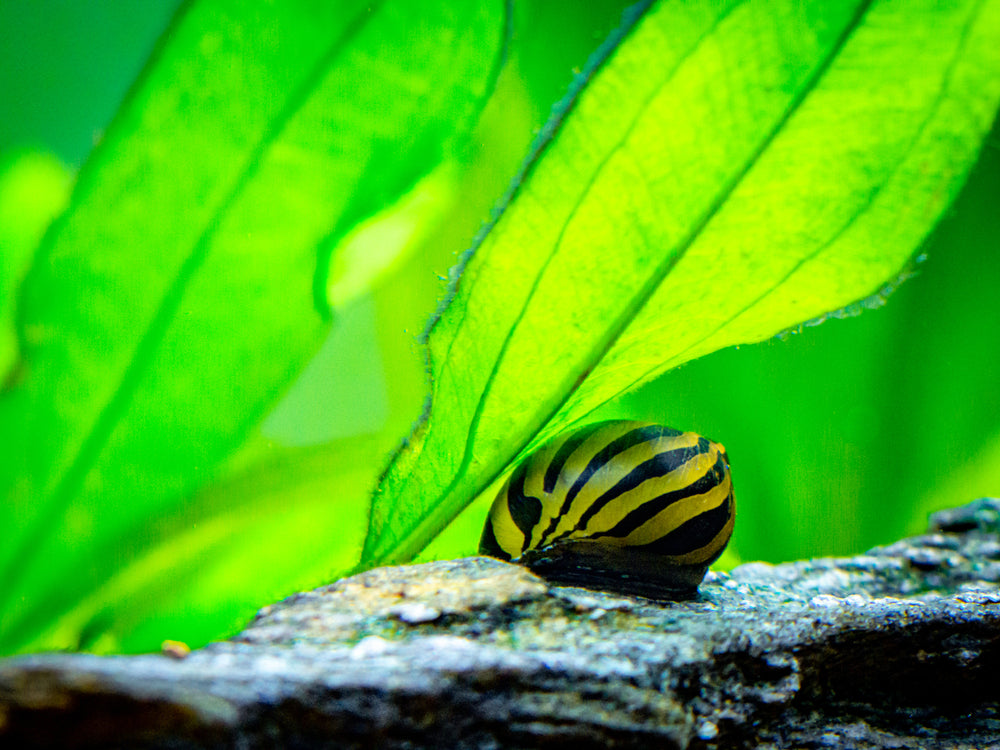 Livestock > Snails