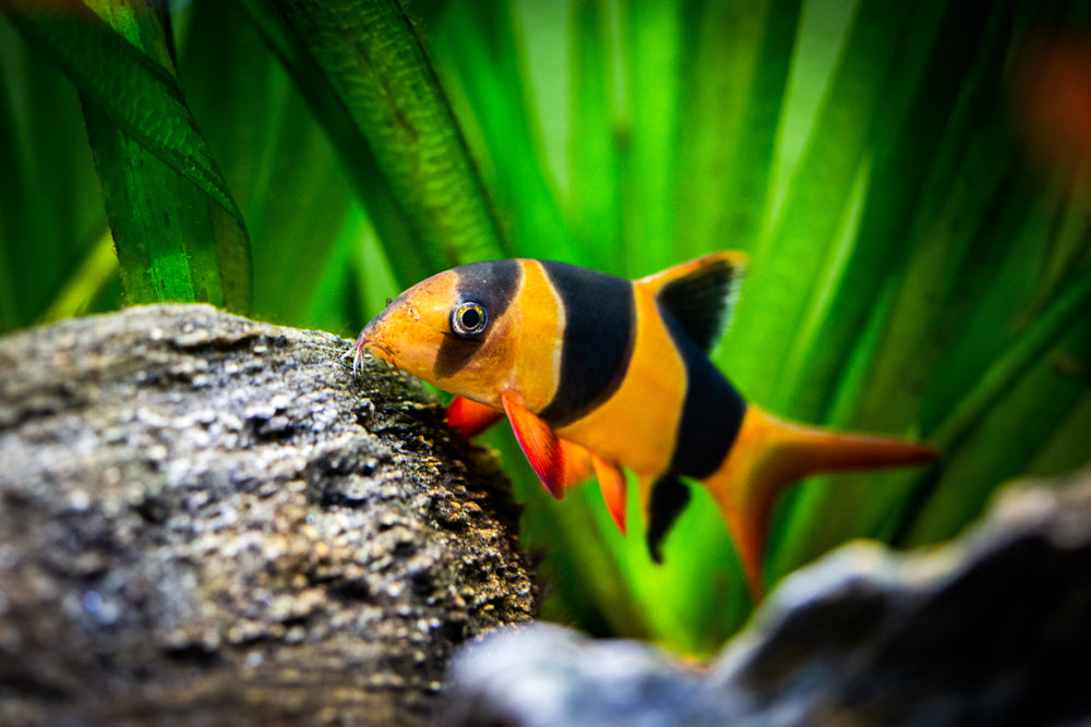 Livestock > Loaches