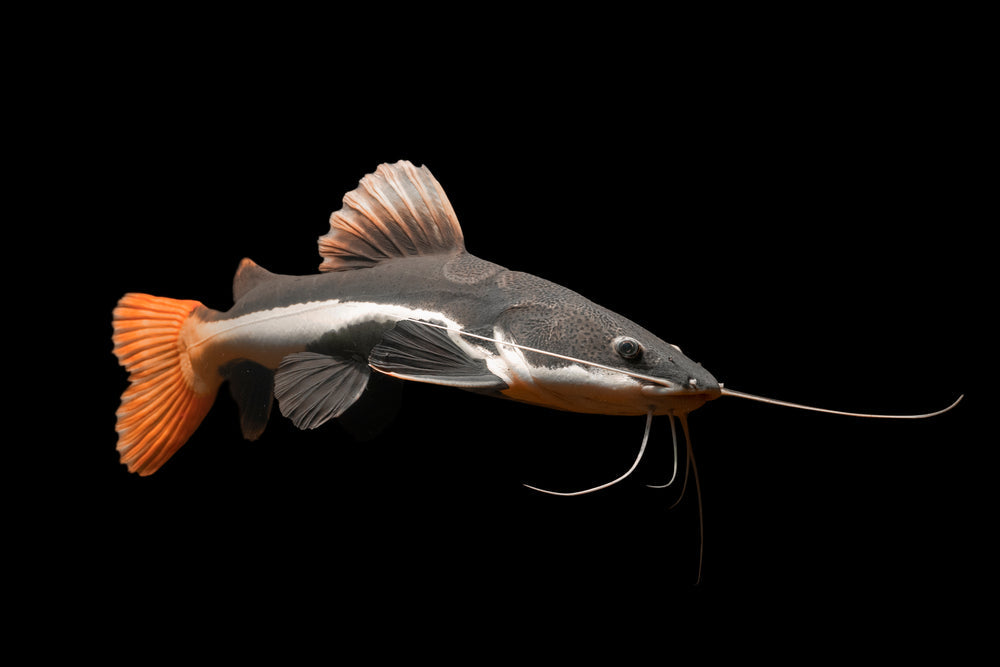 Livestock > Catfish