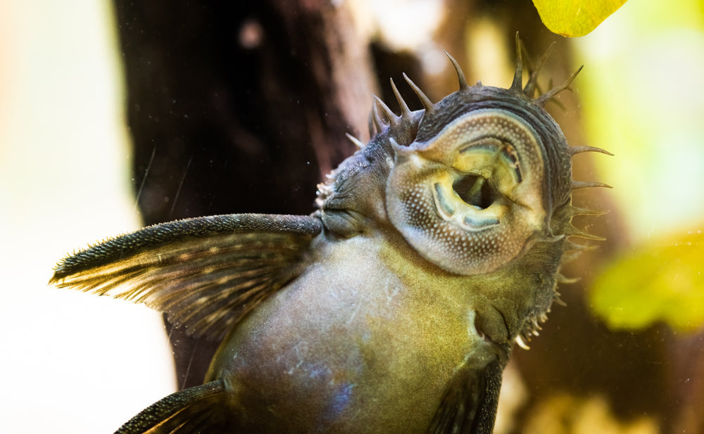 Livestock > Plecos