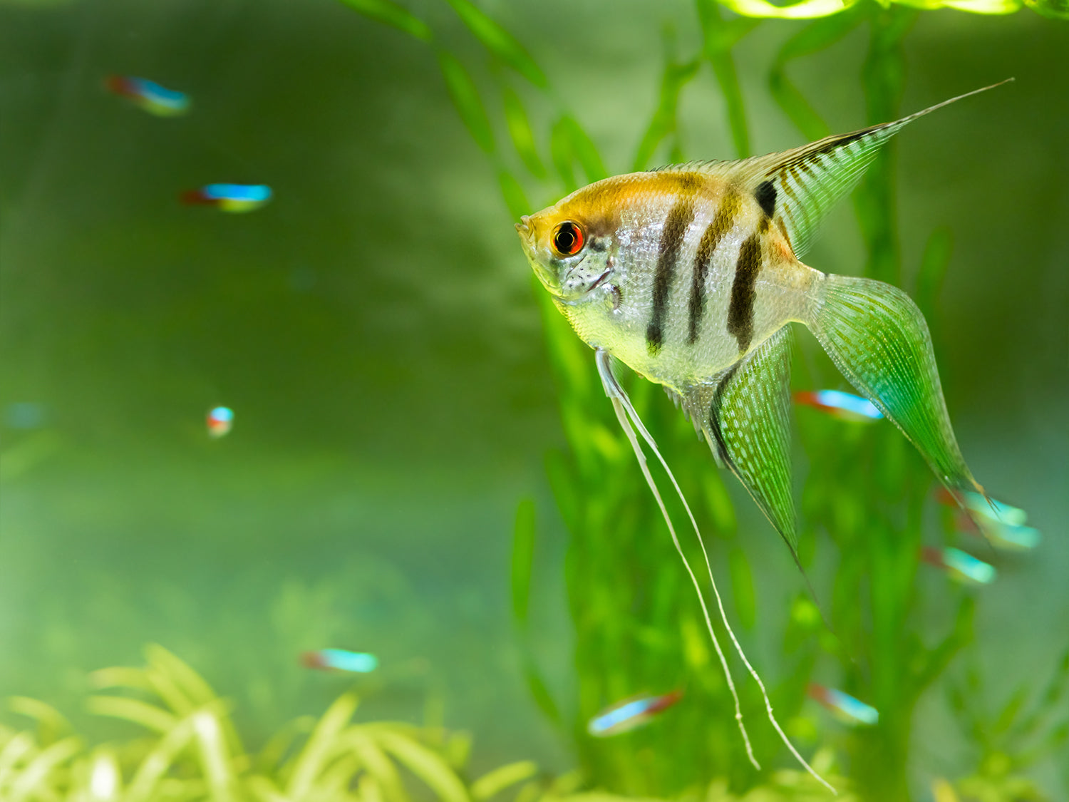 Livestock > Angelfish