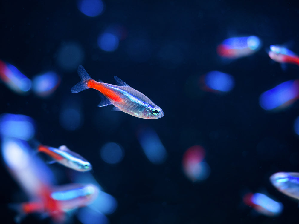Livestock > Tetras