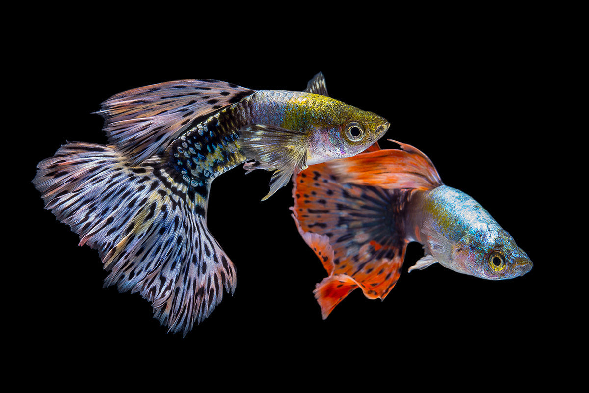 Livestock > Guppies
