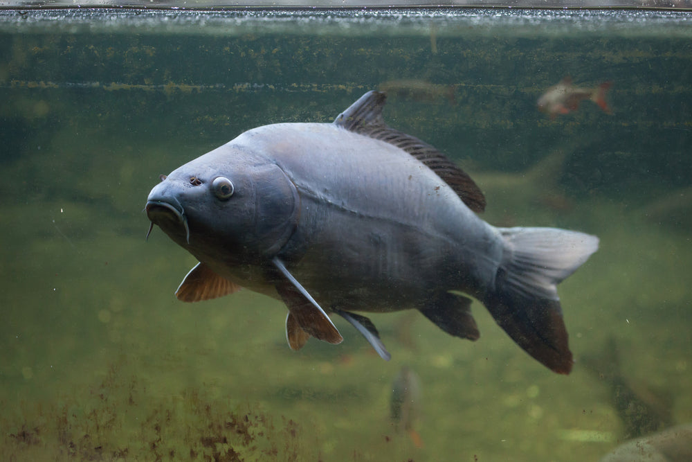 Livestock > Carp