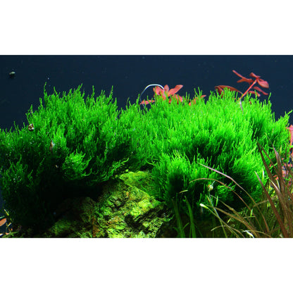 Tropica Taxiphyllum sp. ’Flame Moss’ (Medium, Middleground) 1-2-Grow!