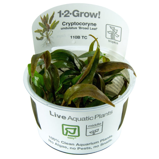 Tropica Cryptocoryne undulata 'Broad Leaf' (Easy, Middleground) 1-2-Grow!