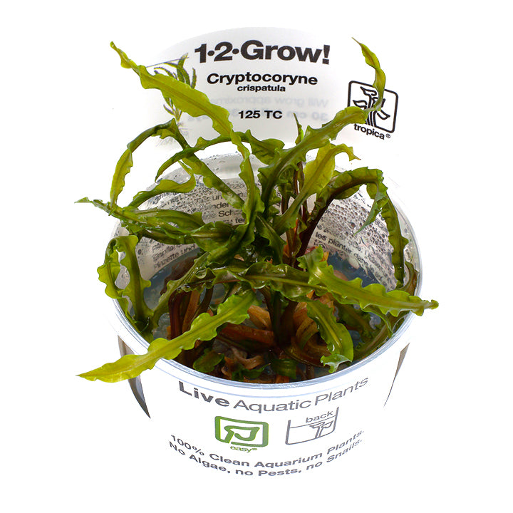 Tropica 1-2 Grow Cryptocoryne Crispatula Aquarium Plant