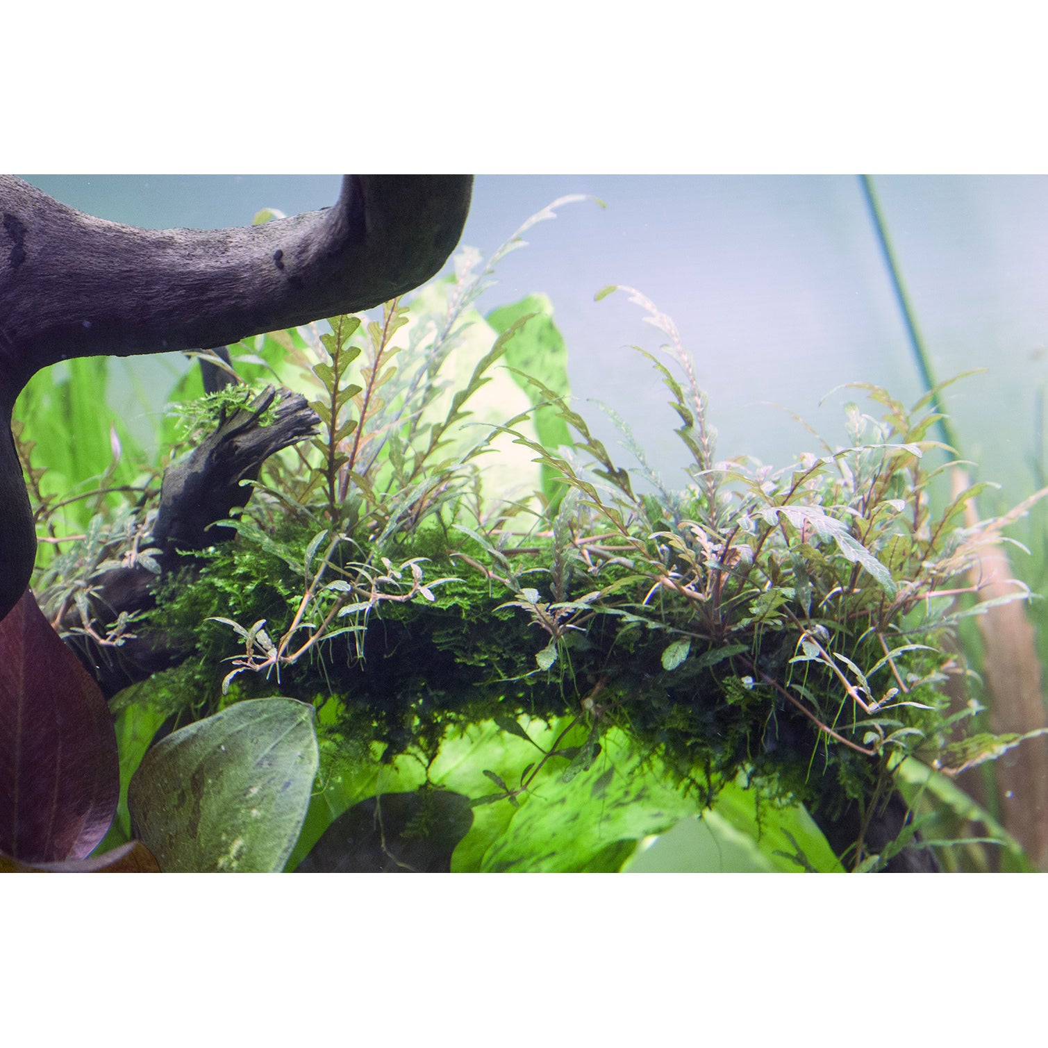 Tropica Hygrophila pinnatifida (Medium, Middleground) 1-2-Grow!